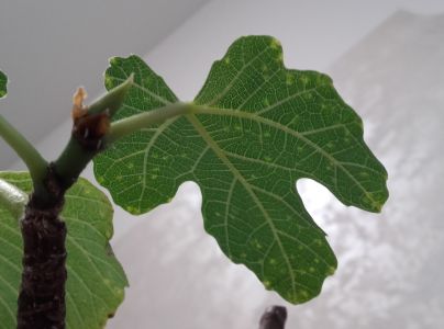 A - nejednoznačne určen&yacute;, nie sme si ist&iacute;