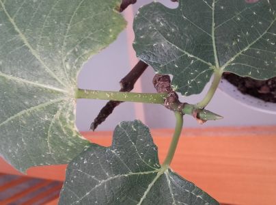 A - nejednoznačne určen&yacute;, nie sme si ist&iacute;