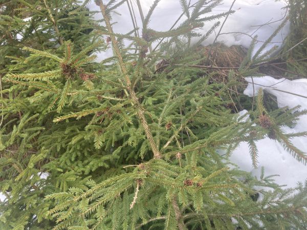 K&ocirc;rovnica zelen&aacute;