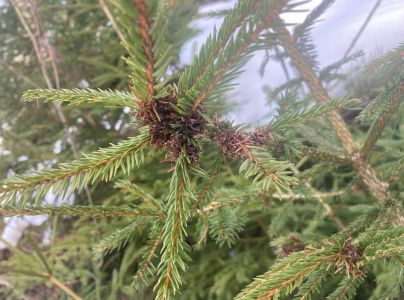 K&ocirc;rovnica zelen&aacute;