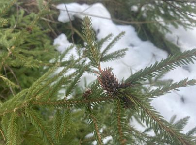 K&ocirc;rovnica zelen&aacute;