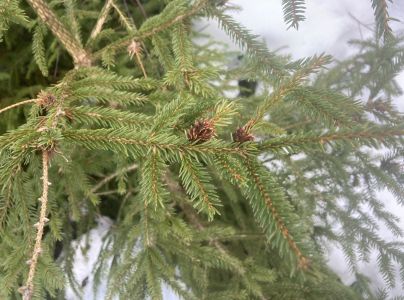 K&ocirc;rovnica zelen&aacute;