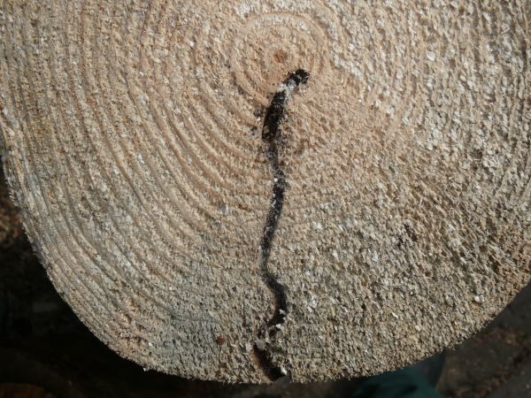 Drevokaz čiarkovan&yacute;