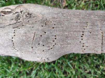 Lykokaz jaseňov&yacute;