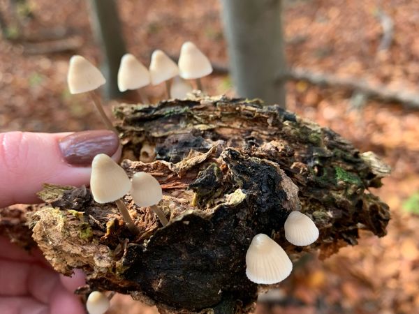 A - nie je v datab&aacute;ze