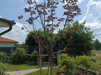 A - nejednoznačne určen&yacute;, nie sme si ist&iacute;