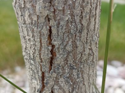 A - nejednoznačne určen&yacute;, nie sme si ist&iacute;