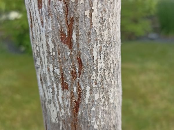 A - nejednoznačne určen&yacute;, nie sme si ist&iacute;