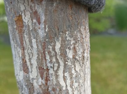 A - nejednoznačne určen&yacute;, nie sme si ist&iacute;