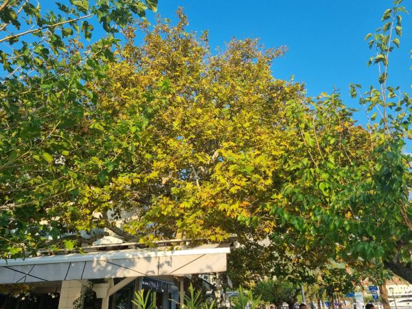 Sietnička platanová