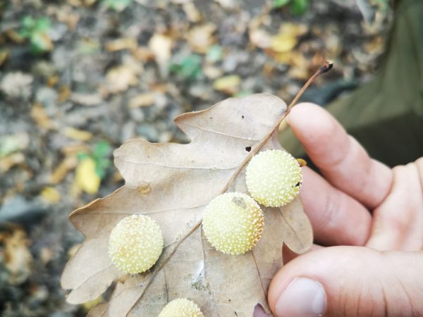 Hrčiarka listov&aacute;