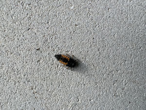 Lienka v&yacute;chodn&aacute;