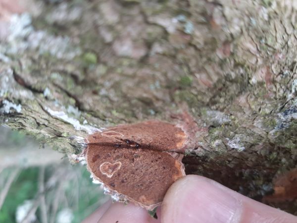 Lykožr&uacute;t leskl&yacute; 