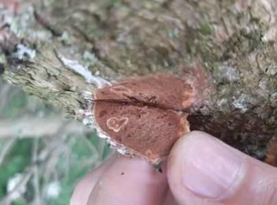 Lykožr&uacute;t leskl&yacute; 