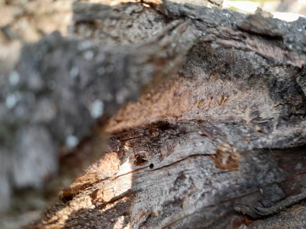 A - nejednoznačne určen&yacute;, nie sme si ist&iacute;