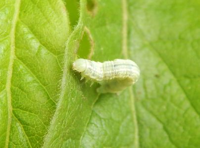 Piadivka jesenn&aacute;