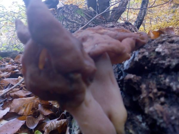 U&scaron;iak mitrovit&yacute;