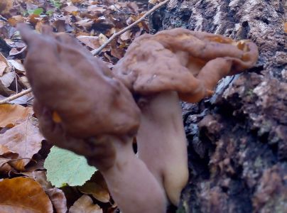 U&scaron;iak mitrovit&yacute;