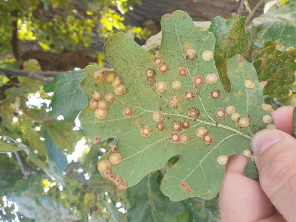 Hrčiarka Neuroterus quercusbaccarum