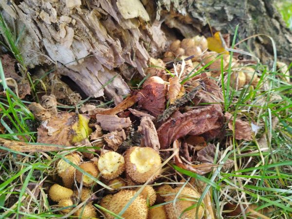 &Scaron;upinovka &scaron;upinat&aacute;