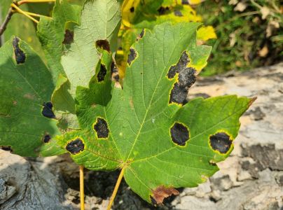 Čerň javorov&aacute;