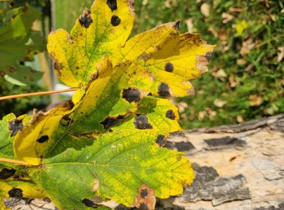 Čerň javorov&aacute;