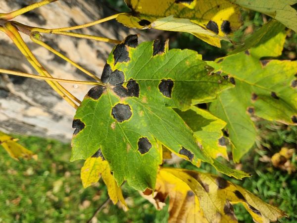 Čerň javorov&aacute;