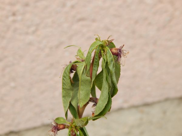 Monili&oacute;za k&ocirc;stkov&iacute;n