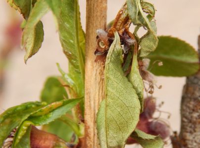 Monili&oacute;za k&ocirc;stkov&iacute;n