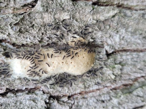 Mn&iacute;&scaron;ka veľkohlav&aacute;