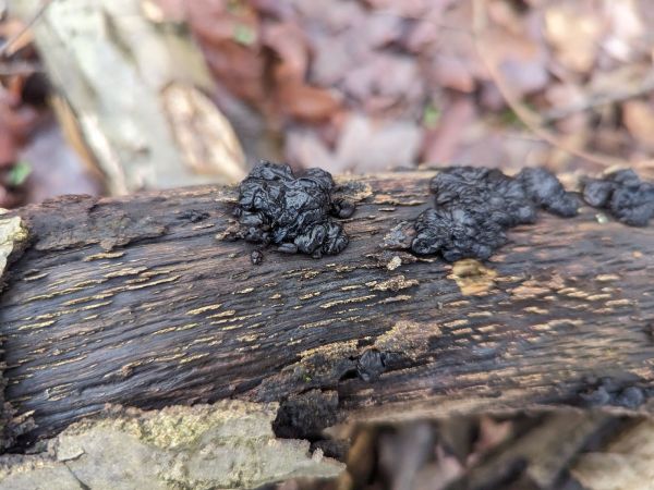 Tr&uacute;dnikovec pestr&yacute;