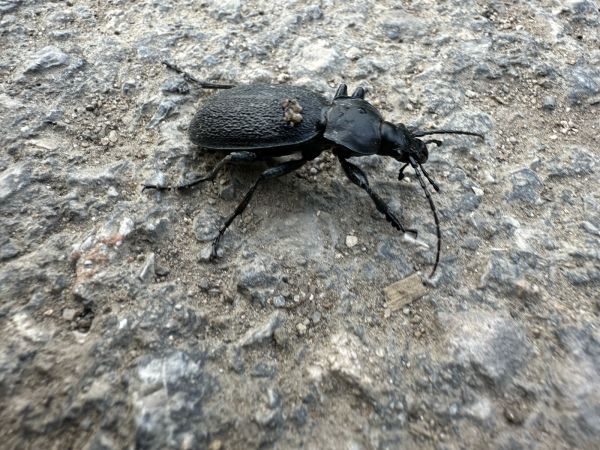 A - nie je v datab&aacute;ze