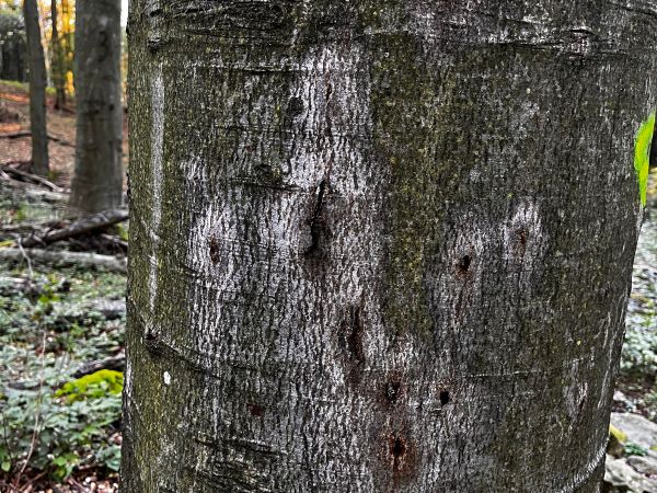 Lykožr&uacute;t bukov&yacute;