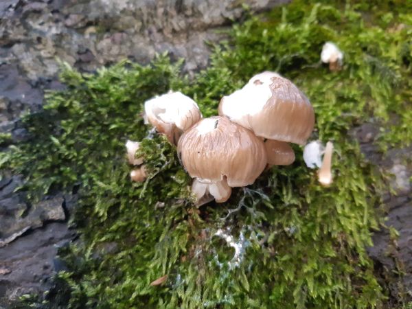 A - nejednoznačne určen&yacute;, nie sme si ist&iacute;