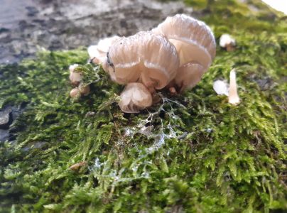 A - nejednoznačne určen&yacute;, nie sme si ist&iacute;