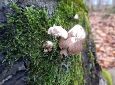 A - nejednoznačne určen&yacute;, nie sme si ist&iacute;