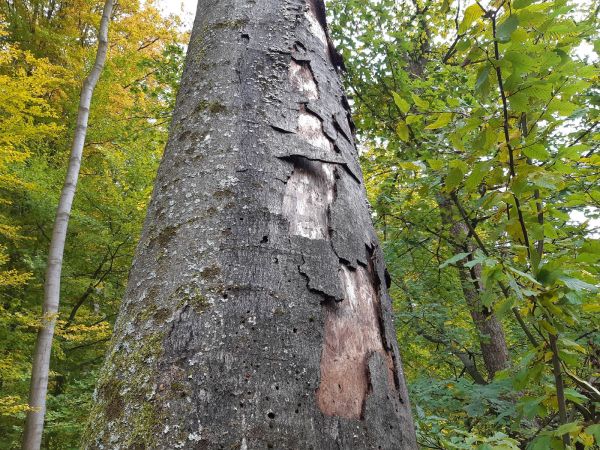 Krasoň zelenkast&yacute;