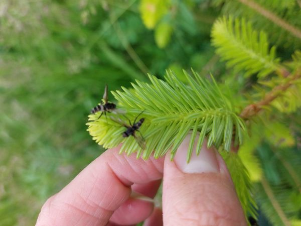 A - nejednoznačne určen&yacute;, nie sme si ist&iacute;