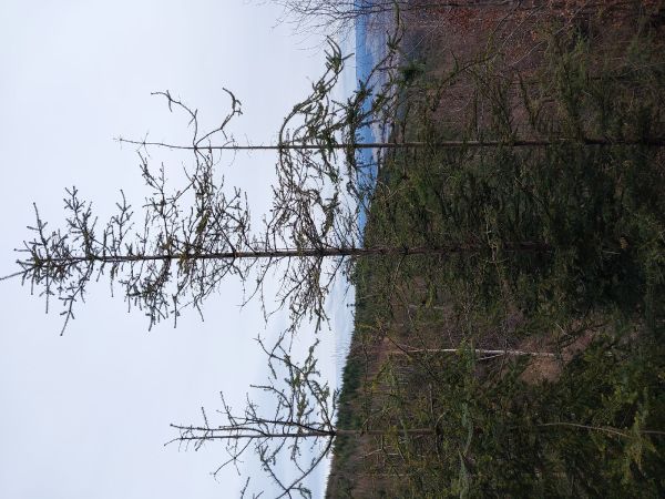 A - nejednoznačne určen&yacute;, nie sme si ist&iacute;