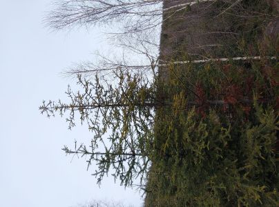 A - nejednoznačne určen&yacute;, nie sme si ist&iacute;