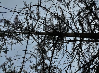 A - nejednoznačne určen&yacute;, nie sme si ist&iacute;