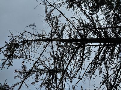 A - nejednoznačne určen&yacute;, nie sme si ist&iacute;