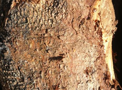 Lykožr&uacute;t seversk&yacute;