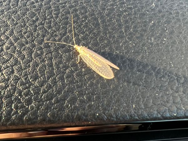 A - nie je v datab&aacute;ze