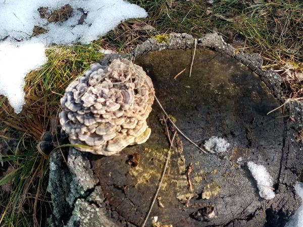 Tr&uacute;dnikovec pestr&yacute;