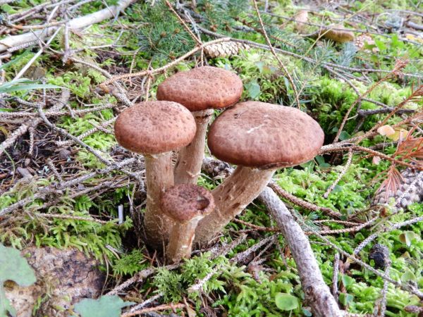 Podpňovka smrekov&aacute; 