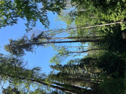 Čia&scaron;očka jaseňov&aacute;