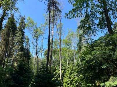 Čia&scaron;očka jaseňov&aacute;