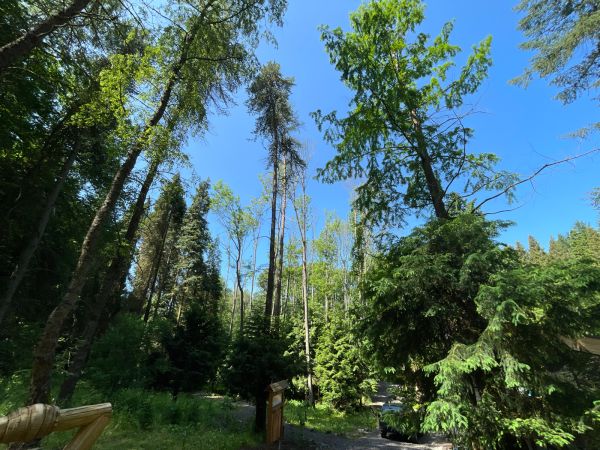 Čia&scaron;očka jaseňov&aacute;