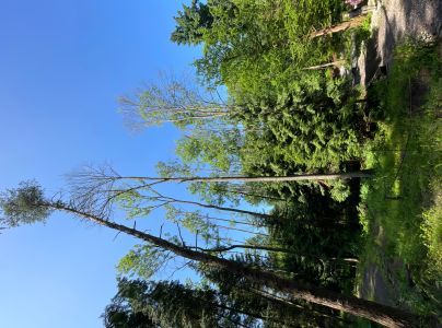 Čia&scaron;očka jaseňov&aacute;